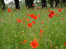 Dailydish Typepad Com The Daily Dish Images Poppies Dailydish Typepad Com The Daily Dish Images Poppies