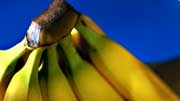 Refrigeratedtransporter 486 Bananas