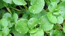 Refrigeratedtransporter 104 Natureseal Watercress Pic Refrigeratedtransporter 104 Natureseal Watercress Pic