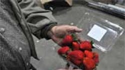 Refrigeratedtransporter 409 Noribachi Led Cools Strawberries Refrigeratedtransporter 409 Noribachi Led Cools Strawberries