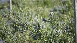 Refrigeratedtransporter 747 Giumarra Chilean Blueberries Refrigeratedtransporter 747 Giumarra Chilean Blueberries