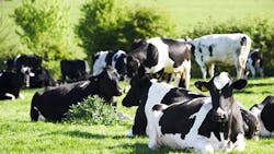 Refrigeratedtransporter 1436 Big Cows Field Refrigeratedtransporter 1436 Big Cows Field