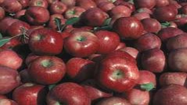Refrigeratedtransporter 1181 Apples
