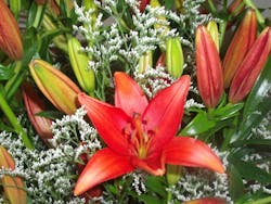 Fleetowner Com Sites Fleetowner com Files Uploads 2014 02 Fresh Flower Bouquet Roodepoort Fleetowner Com Sites Fleetowner com Files Uploads 2014 02 Fresh Flower Bouquet Roodepoort