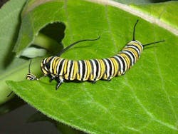 Fleetowner Com Sites Fleetowner com Files Uploads 2014 02 Monarch Butterfly Larvae1