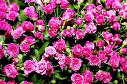 Refrigeratedtransporter 1189 Flowers Bloom Refrigeratedtransporter 1189 Flowers Bloom