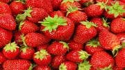 Refrigeratedtransporter Com Sites Refrigeratedtransporter com Files Uploads 2014 02 Strawberries 0 Refrigeratedtransporter Com Sites Refrigeratedtransporter com Files Uploads 2014 02 Strawberries 0