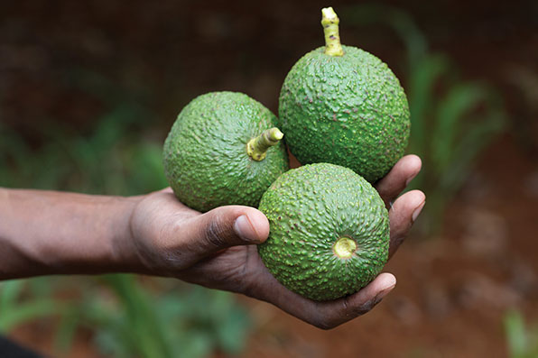 Refrigeratedtransporter 1243 Avocados Hand
