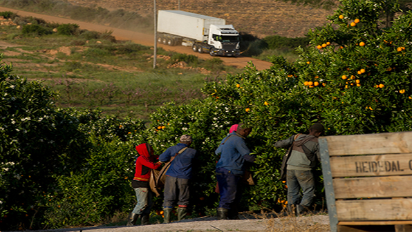 Refrigeratedtransporter 1251 Mci Transport Orange Plantation