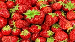 Refrigeratedtransporter 1285 Strawberries Refrigeratedtransporter 1285 Strawberries