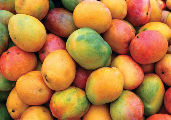 Refrigeratedtransporter 1319 Mangoes