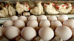 Refrigeratedtransporter 1323 Eggs And Chickens Refrigeratedtransporter 1323 Eggs And Chickens