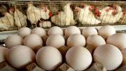 Refrigeratedtransporter Com Sites Refrigeratedtransporter com Files Uploads 2014 09 Eggs And Chickens 0 Refrigeratedtransporter Com Sites Refrigeratedtransporter com Files Uploads 2014 09 Eggs And Chickens 0