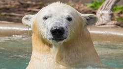 Refrigeratedtransporter 1473 Polar Bear Water Refrigeratedtransporter 1473 Polar Bear Water