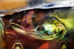 Trucker Com Sites Trucker com Files Uploads 2015 03 Fingerlings Ts Trucker Com Sites Trucker com Files Uploads 2015 03 Fingerlings Ts