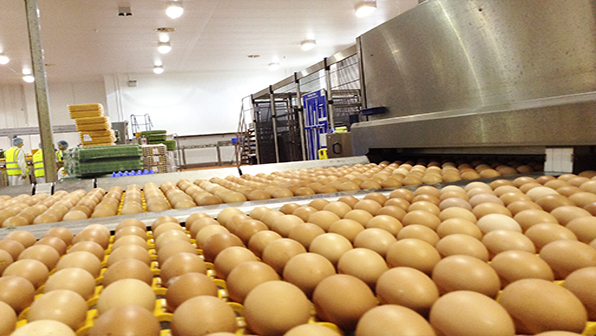 Refrigeratedtransporter 2176 Paragon Egg Photo