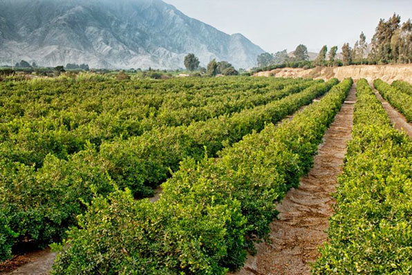 Refrigeratedtransporter 1574 Savannah Gets Citrus Peru Pic