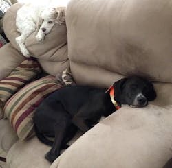 Fleetowner Com Sites Fleetowner com Files Uploads 2015 10 Scarlet Photo 3 Fleetowner Com Sites Fleetowner com Files Uploads 2015 10 Scarlet Photo 3