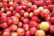 Refrigeratedtransporter Com Sites Refrigeratedtransporter com Files Uploads 2015 11 Apples Pic 0 Refrigeratedtransporter Com Sites Refrigeratedtransporter com Files Uploads 2015 11 Apples Pic 0