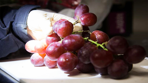 Refrigeratedtransporter 1668 Port Savannah Grapes Pic