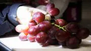 Refrigeratedtransporter Com Sites Refrigeratedtransporter com Files Uploads 2016 03 Port Of Savannah Grapes Pic 0