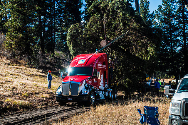 Trucker 6303 Kw Xmas Tree 0