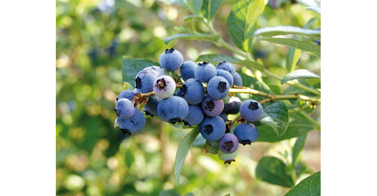Refrigeratedtransporter 3079 Chilean Blueberries Photo