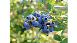 Refrigeratedtransporter 3079 Chilean Blueberries Photo