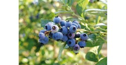 Refrigeratedtransporter 3079 Chilean Blueberries Photo Refrigeratedtransporter 3079 Chilean Blueberries Photo