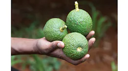 Refrigeratedtransporter 3331 Avocados In A Hand