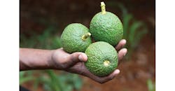 Refrigeratedtransporter 3331 Avocados In A Hand Refrigeratedtransporter 3331 Avocados In A Hand