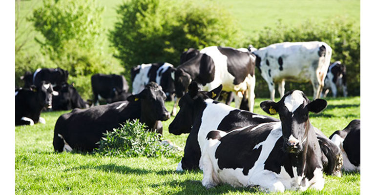 Refrigeratedtransporter 3488 Cows In Field