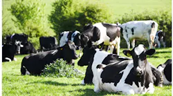 Refrigeratedtransporter 3488 Cows In Field