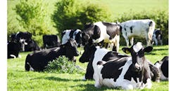 Refrigeratedtransporter 3488 Cows In Field Refrigeratedtransporter 3488 Cows In Field