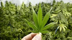 marijuana