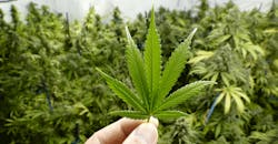 marijuana marijuana