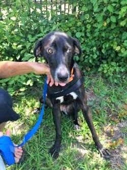 A frightened wary Scarlet before her truck rides A frightened wary Scarlet before her truck rides