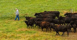 Refrigeratedtransporter Com Sites Refrigeratedtransporter com Files Lil Ponderos Herding Refrigeratedtransporter Com Sites Refrigeratedtransporter com Files Lil Ponderos Herding