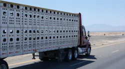 Livestock