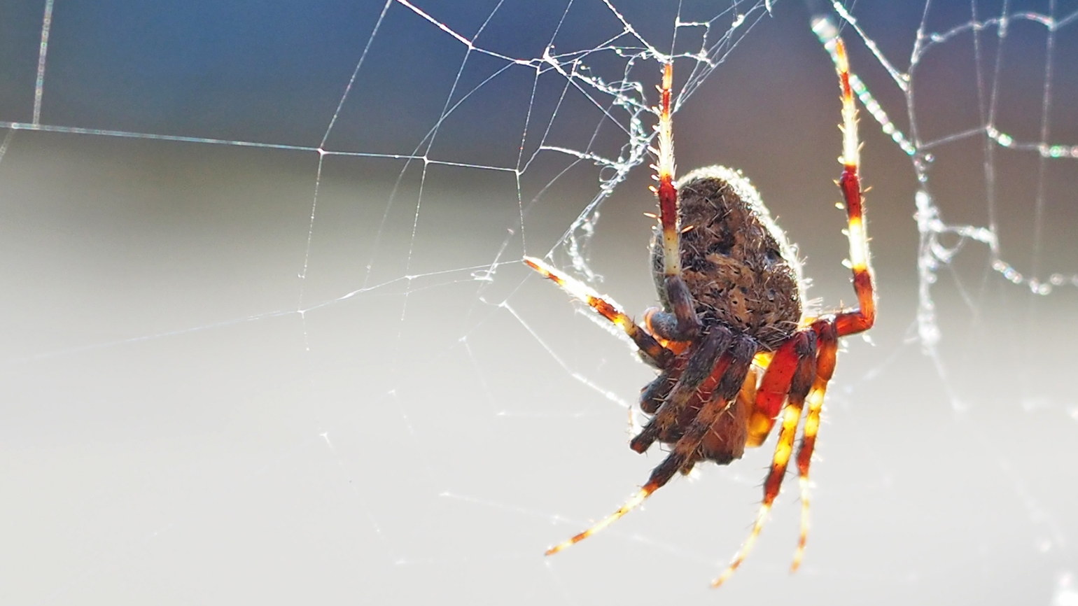 Spider at sunset by Aaron G. Marsh