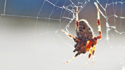 Spider at sunset by Aaron G. Marsh Spider at sunset by Aaron G. Marsh