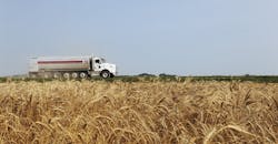 Cenex wheat field Cenex wheat field