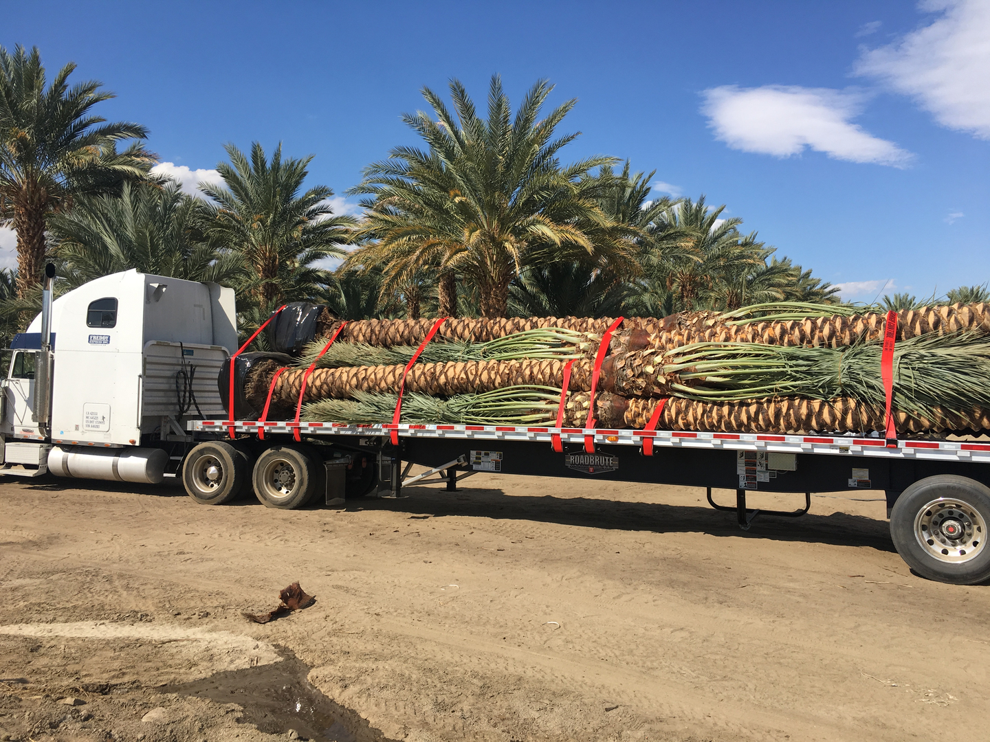 california palm tree truck
