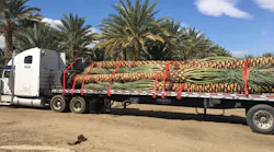 california palm tree truck