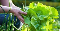 Refrigeratedtransporter 4102 Produce Safety Alliance Lettuce Refrigeratedtransporter 4102 Produce Safety Alliance Lettuce