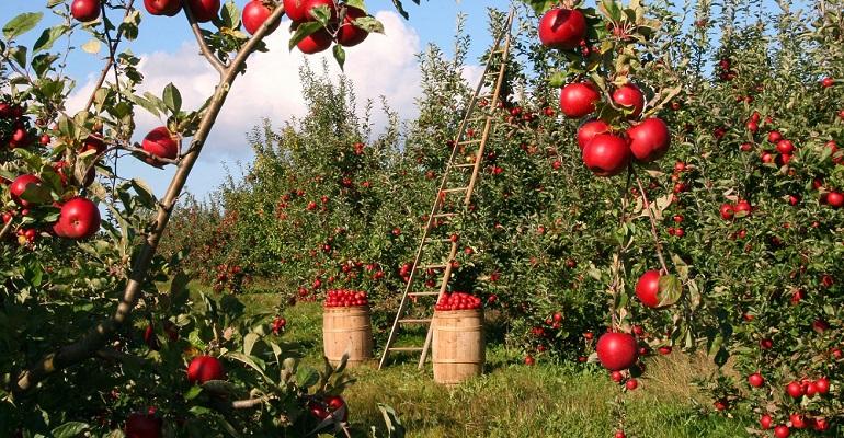 Refrigeratedtransporter 4418 Fda Fsma Produce Safety Photo From Pixabay