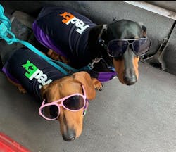 Cocoa (left) and Chorizo (right) in their own FedEx uniforms.