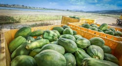 Baldor Papaya Harvest Picking 2 5eb2e50887f6a Baldor Papaya Harvest Picking 2 5eb2e50887f6a