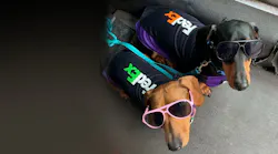 Web Fedex Dogs