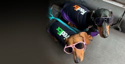 Web Fedex Dogs 5ebea7b1d0951 Web Fedex Dogs 5ebea7b1d0951